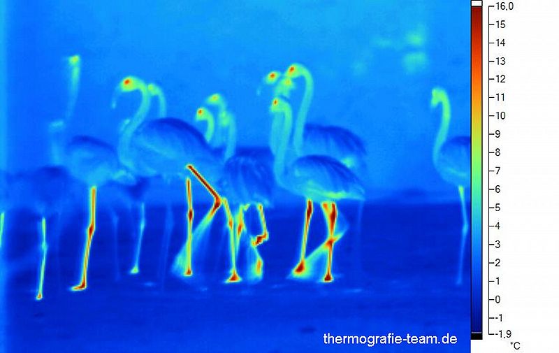 Datei:Flamingos8.jpg